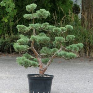 Pinus sylvestris 'Watereri', výška 108 cm