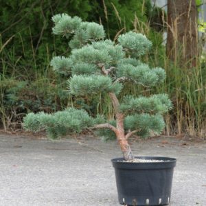 Pinus sylvestris 'Watereri', výška 97 cm