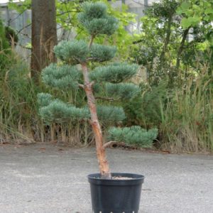 Pinus sylvestris 'Watereri', výška 123 cm