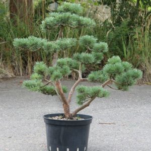 Pinus sylvestris 'Watereri', výška 98 cm