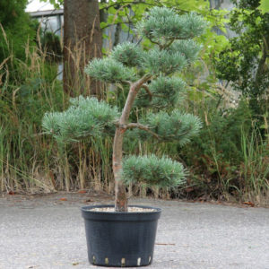 Pinus sylvestris 'Watereri', výška 104 cm
