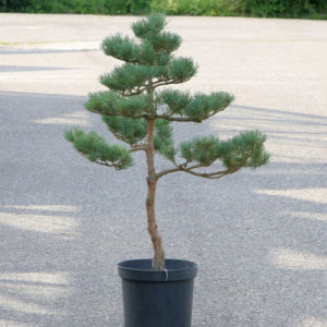 Pinus sylvestris 'Watereri', výška 91 cm