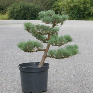 Pinus sylvestris 'Watereri', výška 56 cm