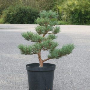Pinus sylvestris 'Watereri', výška 60 cm