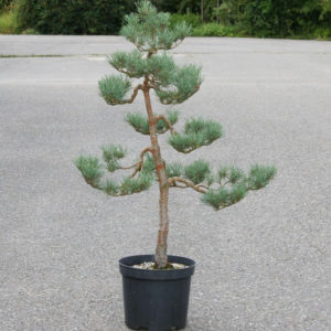 Pinus sylvestris 'Watereri', výška 102 cm